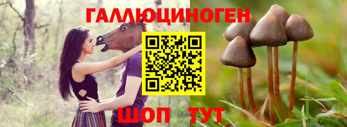 Галлюциногенные грибы Psilocybine cubensis Северск
